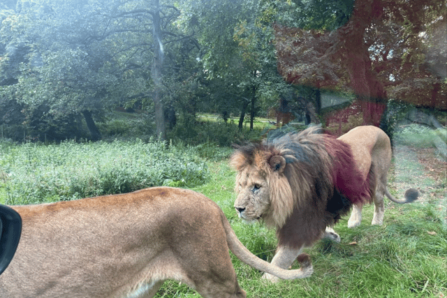 Knowsley Safari is home to loads of big cats