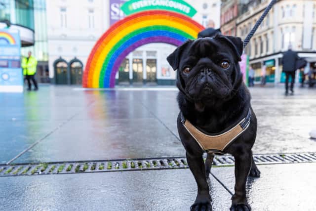Bruno the pug approves. Image: Lee McLean/SWNS