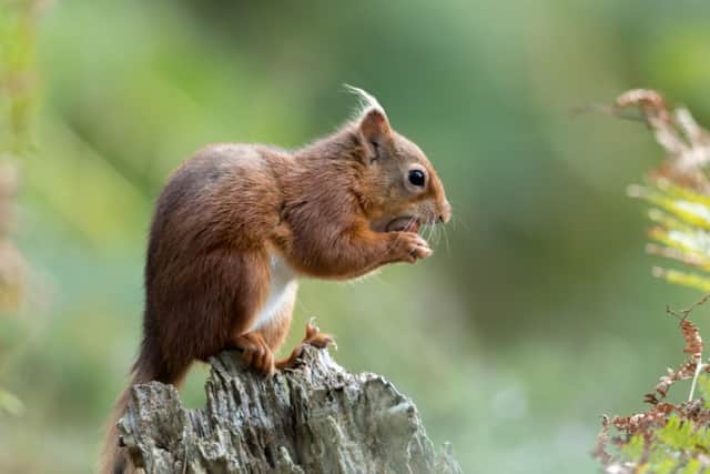 Image: Andy Jackson/UK Squirrel Accord