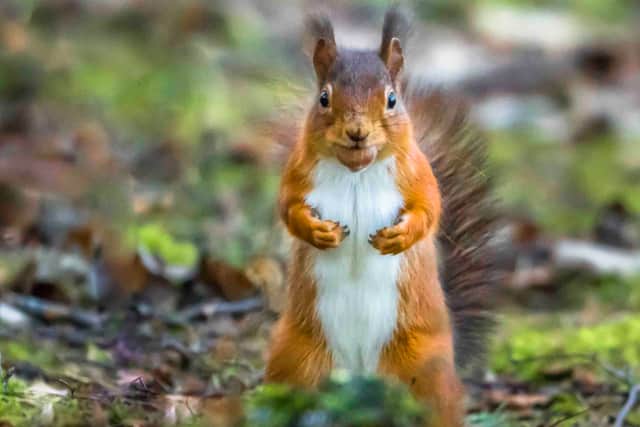Image: Nicholas Box/UK Squirrel Accord
