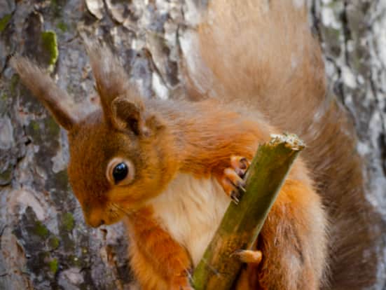 Image: Hazel Clark/UK Squirrel Accord