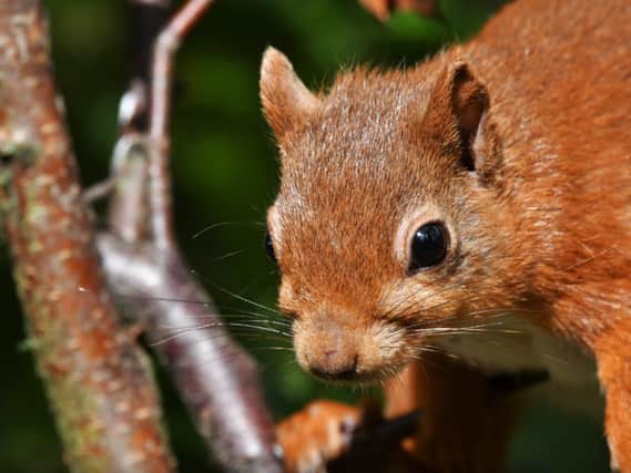 Image: Gary Bruce/UK Squirrel Accord