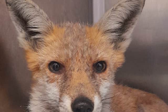 Cosmo is feeling much better after Wirral Fox Rescue treated him for mange.