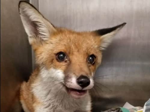 Eden was found fitting in the road and was completely blind. Wirral Fox Rescue took her in and she has regained sight.