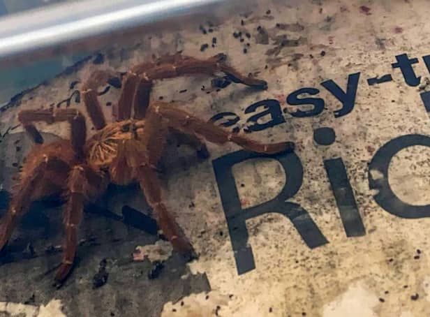 <p>Despite being petrified of spiders, mum-of-two Sarah gave the curled up creature (pictured) a nudge and was left stunned when it began to move. She then bravely managed to scoop up the tarantula into a box and moved it into her kitchen.</p>