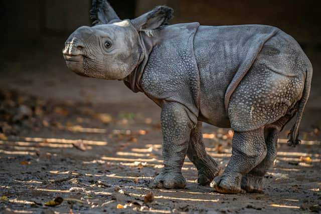 A rare greater one-horned rhino calf has been born at Chester Zoo. Image: Chester Zoo/SWNS