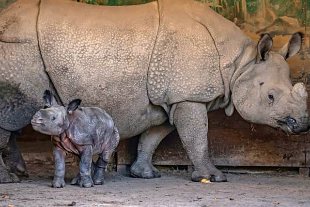 A rare greater one-horned rhino calf has been born at Chester Zoo. Image: Chester Zoo/SWNS