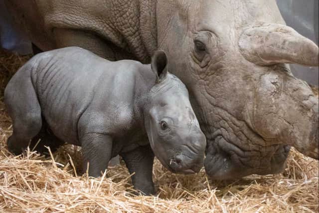 Knowsley Safari baby rhino
