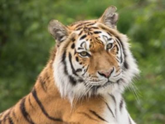 A tiger at Knowsley Safari Park