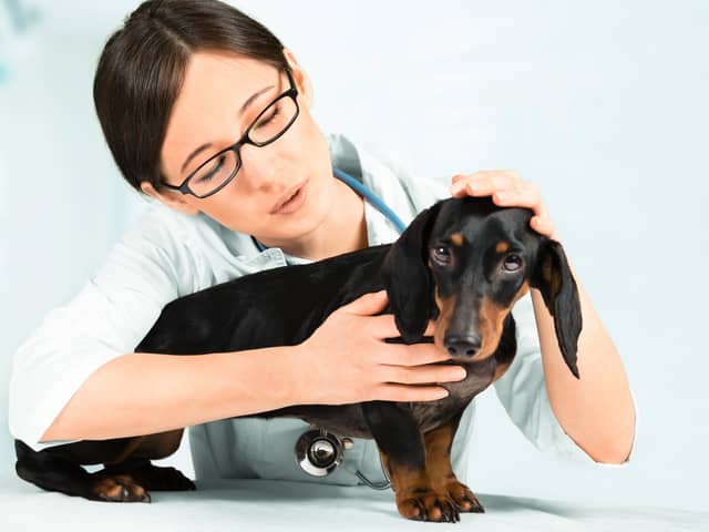Dachshunds, Bichons and Pomeranians are amongst the top breeds seized at the UK border. Image: Alex Photo - stock.adobe.com