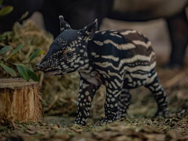 Nessa was born following a 13-month pregnancy. Image: Chester Zoo.