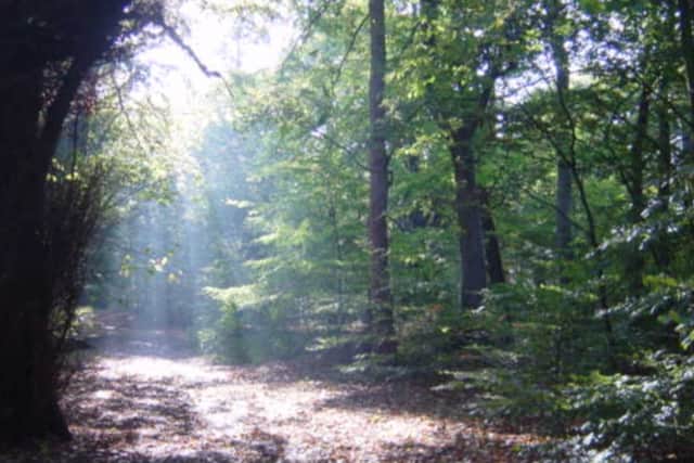 Childwall Woods is a hidden gem. Image: Wikimedia