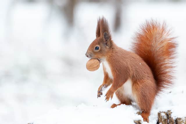 You might even see some rare red squirrels. Image Pavol Buryak/Adobe