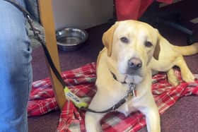10-month old Evans is training to be a guide dog