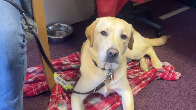 10-month old Evans is training to be a guide dog