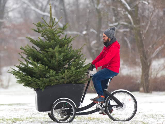 A man cycling with a Christmas tree. Image: pikselstock - stock.adobe.com
