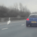 A brave swan walks into traffic on the M62