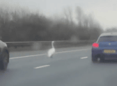 A brave swan walks into traffic on the M62