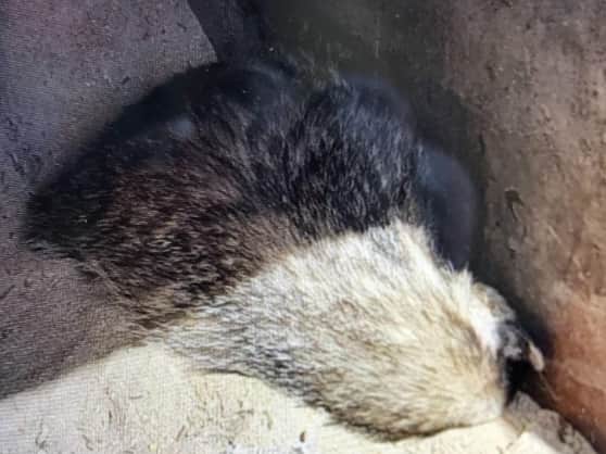 The poor badger was stuck in a skip. Image: RSPCA