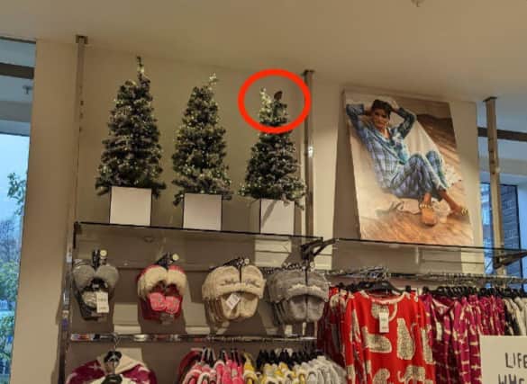 The finch was perched on top of a Christmas tree! Image: RSPCA