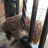 This little hedgehog got himself trapped in a gate. Image: RSPCA