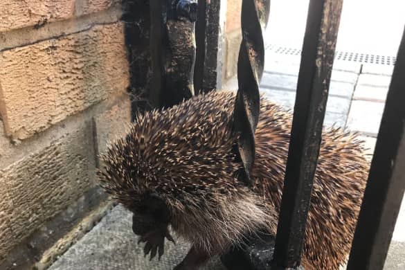 This little hedgehog got himself trapped in a gate. Image: RSPCA