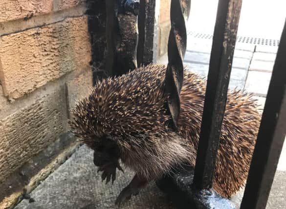 He is now known as Wedge-hog. Image: RSPCA