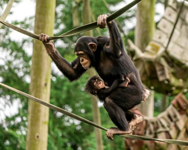 The newborn western chimpanzee, one of the world’s most endangered subspecies of chimpanzee, has already been embraced by his older sister, Chester Zoo revealed. Image: SWNS