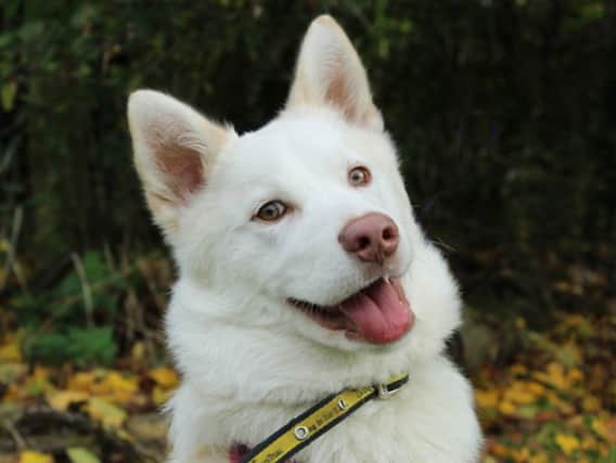 Max is looking for a new family and so are many other pups. Image: Dogs Trust Merseyside 