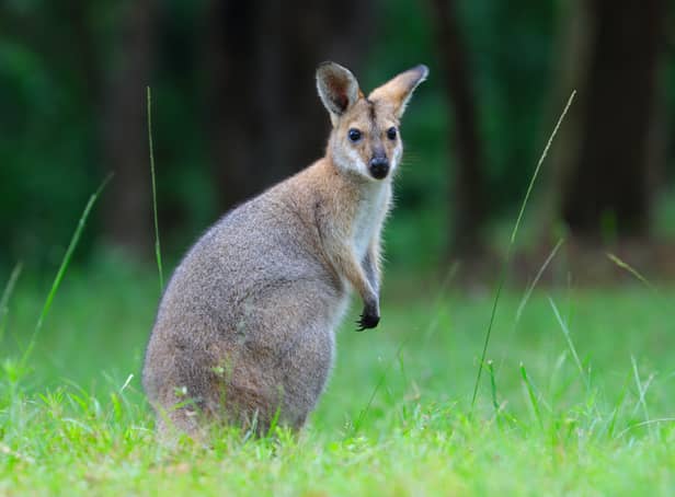<p>A man out on a walk in a UK suburb was left stunned after seeing what he believed to be a kangaroo. Stock picture of a wallaby</p>