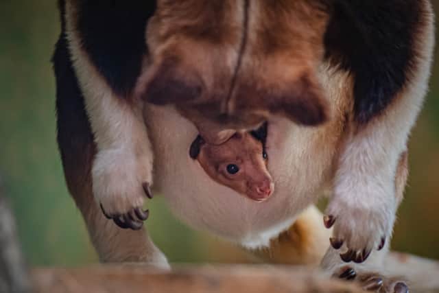 The joey is yet to be named. Image: Chester Zoo