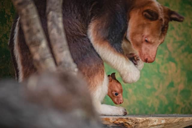 Goodfellow’s tree kangaroos are a shy species. Image: Chester Zoo