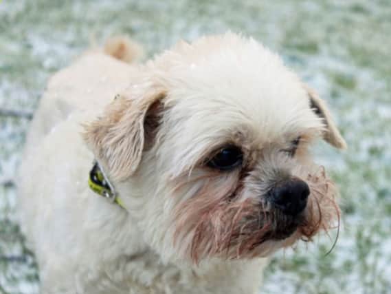 Sandy is a Lhasa Apso and is looking for a quiet home for his twilight years and will happily live with another steady dog. He is house trained and OK by himself for a couple of hours, and can live with children of high school age. He may be able to live with cats as he’s a small and gentle lad.