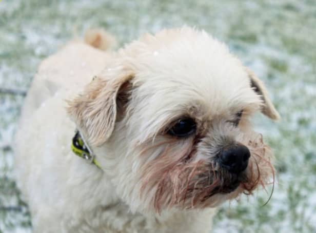 <p>Sandy is a Lhasa Apso and is looking for a quiet home for his twilight years and will happily live with another steady dog. He is house trained and OK by himself for a couple of hours, and can live with children of high school age. He may be able to live with cats as he’s a small and gentle lad.</p>