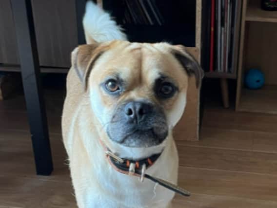 Buster will benefit from an experienced owner with settled circumstances. He is extremely insecure and panics when he is left alone so will require a home with someone around for most of the day. Buster cannot live with young children and will require a home where any visiting children are aged 16+.