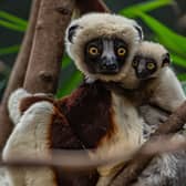 Conservationists at Chester Zoo become the first in Europe to successfully breed a rare ‘dancing lemur’ in a bid to prevent its extinction. Image: Chester Zoo