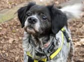 Lovely Fen can live with other calm dogs and children of high school age. She is 13 and most likely house trained, but as Dogs Trust have no history for her we cannot be certain.