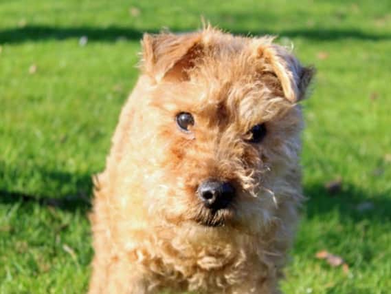 Teddy is looking for a home with other pets or children under the age of 16. He is house trained and can be left alone for a few hours. His new family must be confident at administering medication through an inhaler as Teddy has asthma.