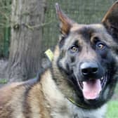 Scar is Belgian Shepherd who is looking for a home with no other dogs but with a family that will keep him socialised, and where any children are 14 or over. He has spent a long time in kennels so may need a house training refresher.