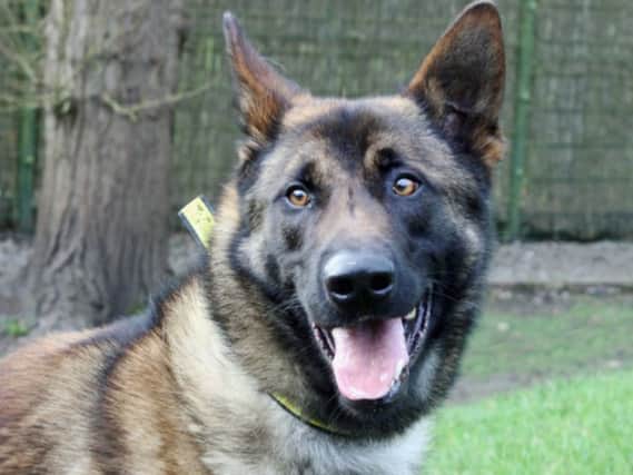 Scar is Belgian Shepherd who is looking for a home with no other dogs but with a family that will keep him socialised, and where any children are 14 or over. He has spent a long time in kennels so may need a house training refresher.