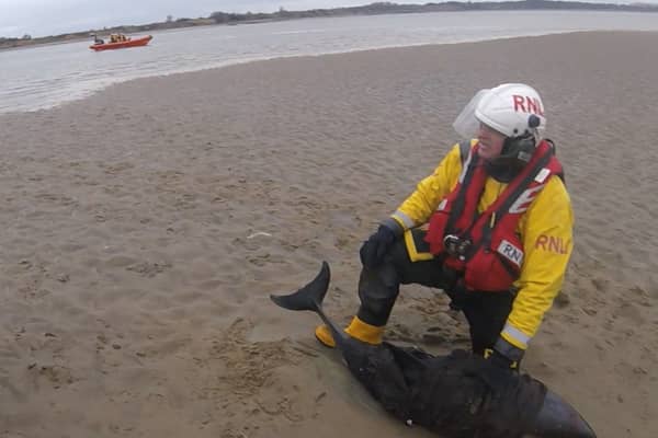 The two dolphins had become stranded on a sandbank in the River Mersey and were assisted by the RNLI and BDMLR.  Credit: Hoylake RNLI