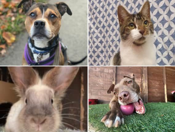 These adorable animals are seeking forever homes.