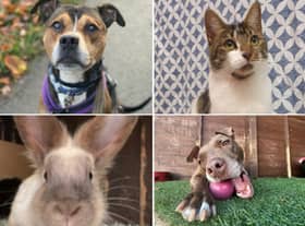 These adorable animals are seeking forever homes.