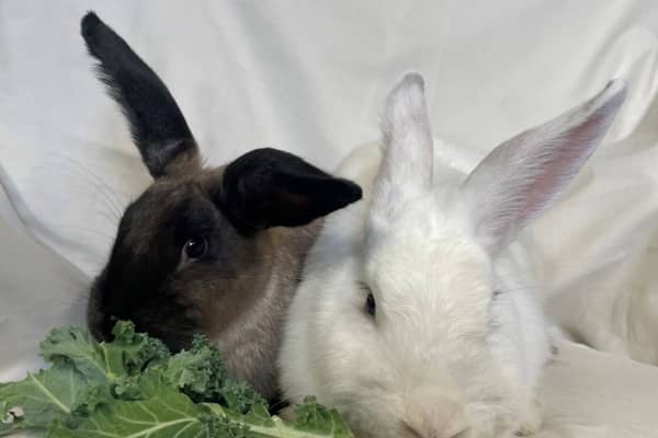 Thelma and Louise are looking for a new home together.
