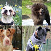 These dogs would love to make your family complete.