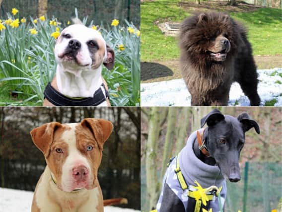 These dogs would love to make your family complete.