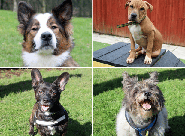 These charming pups are looking for a new home. Image: Dogs Trust Merseyside