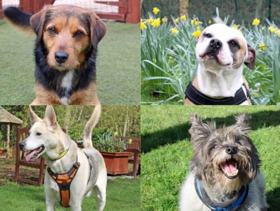 These charming dogs would love a new family. Image: Dogs Trust