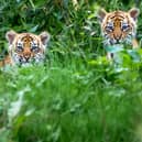 Sumatran tiger cubs Alif and Raya. Image: Chester Zoo / SWNS
