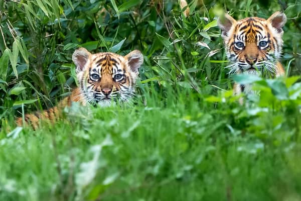 Sumatran tiger cubs Alif and Raya. Image: Chester Zoo / SWNS